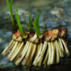 Calamus (Acorus calamus var. americanus), packet of 100 seeds - Image 2