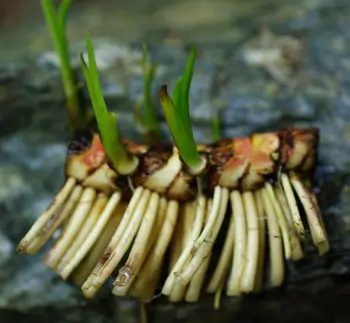 Calamus (Acorus calamus var. americanus), packet of 100 seeds - Image 2
