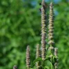 Anise Hyssop (Licorice Mint) (Agastache foeniculum), packet of 50 seeds, Organic - Image 2
