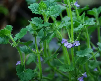 Alehoof (Glechoma hederacea), packet of 30 seeds, organic