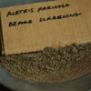 Unicorn, True (Aletris farinosa), packet of 500 seeds - Image 4