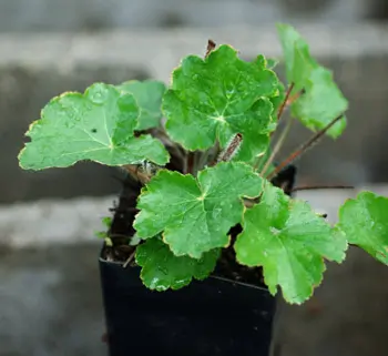 Alum Root (Heuchera richardsonii), packet of 100 seeds