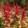 Dye Plants Seed Collection (8 seed packets): Amaranth, Hopi Red Dye; Chamomile, Dyer's; Japanese Indigo, Pink-Flowered; Madder; Marigold, French; Nettles; Our Lady's Bedstraw; Sunflower, Hopi Black Dye, Organic - Image 2