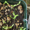 Amaranth, Golden Giant (Amaranthus cruentus) seeds, organic - Image 4
