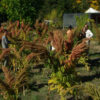 Amaranth, Golden Giant (Amaranthus cruentus) seeds, organic - Image 2