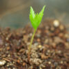 Ginseng, American (Panax quinquefolius) seeds [INTL NO] - Image 2
