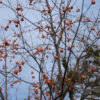 Persimmon, Wild Form (Diospyros virginiana), potted tree in a 9-inch-deep pot, organic