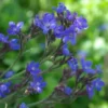 Anchusa, Azure (Anchusa azurea), packet of 10 seeds, organic - Image 4