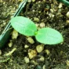 Anchusa, Azure (Anchusa azurea), packet of 10 seeds, organic - Image 3