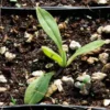 Anchusa, Azure (Anchusa azurea), packet of 10 seeds, organic - Image 2