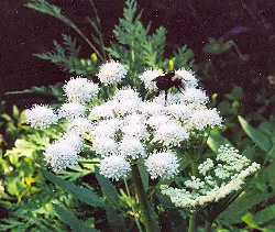 Angelica, Shining (Angelica arguta) seeds - Image 2