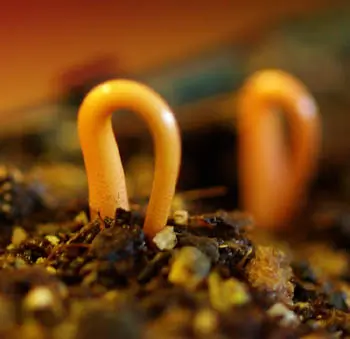 Annatto (Bixa orellana) seeds - Image 3