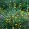 Chamomile, Saint John's (Anthemis sancti-johannis), packet of 50 seeds, Organic - Image 3
