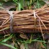 Indian Hemp (Apocynum cannibinum) seeds, organic - Image 3