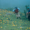 Arnica montana seeds, organic - Image 8