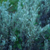 Sagebrush, Common (Artemisia tridentata), packet of 100 seeds - Image 2