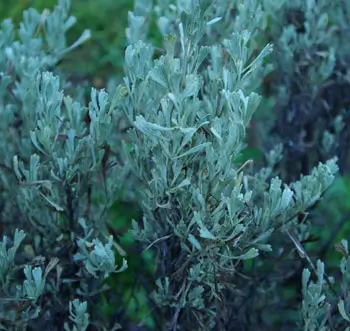 Sagebrush, Common (Artemisia tridentata), packet of 100 seeds - Image 2