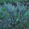 Sagebrush, Common (Artemisia tridentata), packet of 100 seeds