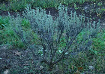 Sagebrush, Common (Artemisia tridentata), packet of 100 seeds