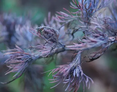 Wormwood, Redstem (Artemisia scoparia), packet of 50 seeds - Image 3