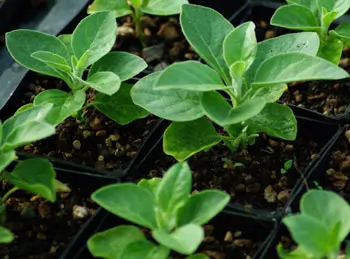 Ashwagandha, African Ecotype (Withania somnifera) potted plant, organic - Image 3