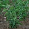 Ashwagandha, Vedic (Withania somnifera) seeds, organic - Image 4