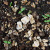 Ashwagandha, Vedic (Withania somnifera) seeds, organic - Image 2