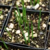 Asphodel (Asphodelus albus), packet of 10 seeds, organic - Image 7
