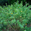 Belladonna, Official (Atropa belladonna) seeds, organic - Image 7