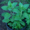 Belladonna, Official (Atropa belladonna) seeds, organic - Image 6