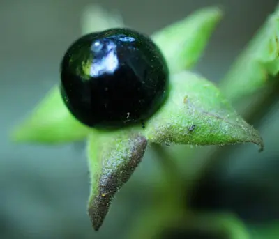 Belladonna, Caucasus (Atropa belladonna ssp. caucasica) seeds, organic - Image 5