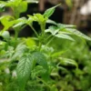 Balm of Gilead (Cedronella canariensis), potted plant, organic - Image 3