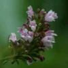 Balm of Gilead (Cedronella canariensis), potted plant, organic - Image 4