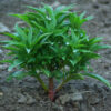 Balsam, Chinese (Impatiens balsamina), packet of 20 seeds - Image 3