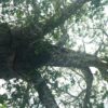 Baobab Tree (Adansonia digitata), packet of 5 seeds - Image 6