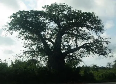 Baobab Tree (Adansonia digitata), packet of 5 seeds - Image 5