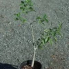 Baobab Tree (Adansonia digitata), packet of 5 seeds - Image 7