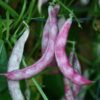 Bean, Bird Egg (Phaseolus vulgaris), packet of 7 seeds, organic