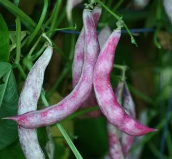Bean, Bird Egg (Phaseolus vulgaris), packet of 10 seeds, organic