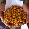 Bean, Hopi Yellow (Phaseolus vulgaris) packet of 10 seeds, organic