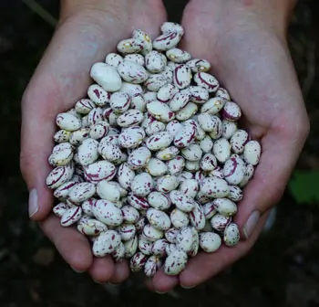 Bean, Bird Egg (Phaseolus vulgaris), packet of 10 seeds, organic - Image 2