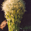 Bear Grass (Xerophyllum tenax) seeds