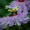 Passionflower, Official (Passiflora incarnata) plant in a 9-inch-deep pot, organic - Image 5