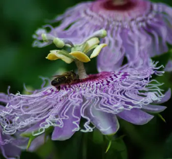 Passionflower, Official (Passiflora incarnata) plant in a 9-inch-deep pot, organic - Image 5