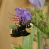 Viper's Bugloss (Echium vulgare), potted plant, organic (MT, WA no) - Image 3