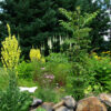 Black Cohosh (Cimicifuga racemosa) seeds, organic - Image 4