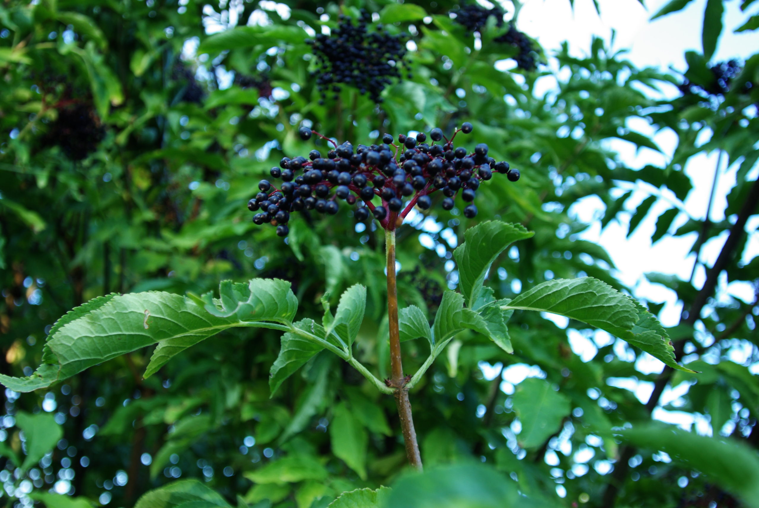 SeedsBulbsPlants&More,Self Fertile Black Bearing Elderberry 6-10 Tall Potted Plant