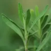 Sage, Black (Salvia mellifera) seeds - Image 2