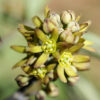 Blue Cohosh Live Root (Caulophyllum thalictroides), organic - Image 2