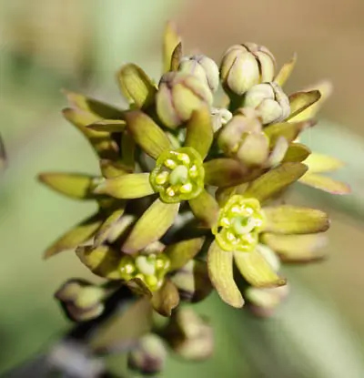 Blue Cohosh Live Root (Caulophyllum thalictroides), organic - Image 2
